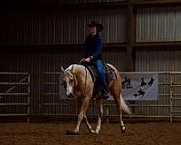 reining-quarter-horse