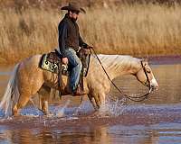 western-riding-quarter-horse