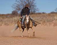 working-cattle-quarter-horse