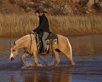 palomino-quarter-horse-gelding