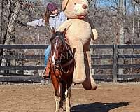 athletic-friesian-horse