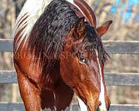 cross-friesian-horse