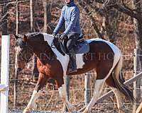 kid-safe-friesian-horse