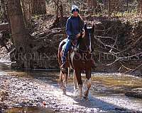 flashy-friesian-horse