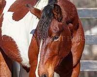 parade-friesian-horse