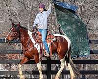 lesson-friesian-horse