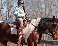 ridden-english-friesian-horse