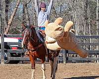 ridden-western-friesian-horse