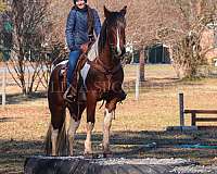 performance-friesian-horse