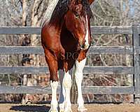 roping-friesian-horse