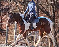 trail-riding-friesian-horse