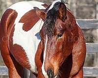 tri-color-friesian-horse