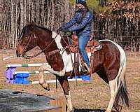 youth-friesian-horse