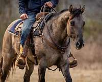 grulla-quarter-horse-gelding