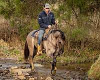 working-cattle-quarter-horse