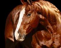 athletic-quarter-horse