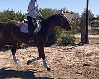 athletic-thoroughbred-horse