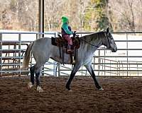 athletic-percheron-horse