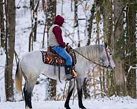 beginner-percheron-horse