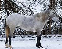 cross-percheron-horse