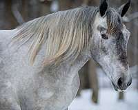 draft-percheron-horse