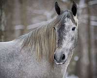 flashy-percheron-horse