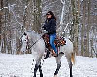 kid-safe-percheron-horse