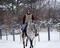 parade-percheron-horse