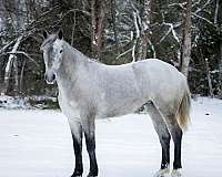 performance-percheron-horse