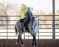 ranch-work-percheron-horse