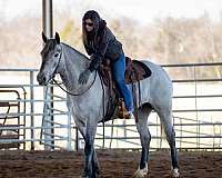 ridden-english-percheron-horse