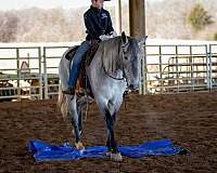 ridden-western-percheron-horse