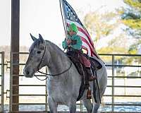 show-percheron-horse