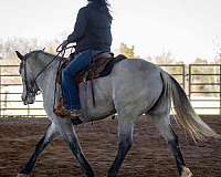 youth-percheron-horse