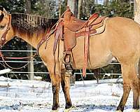 ranch-versatility-quarter-horse