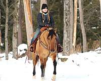 ranch-work-quarter-horse