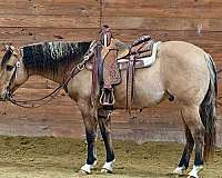 roping-quarter-horse