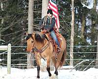 trail-riding-quarter-horse