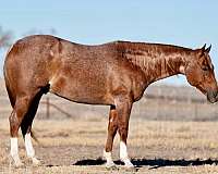 athletic-quarter-horse