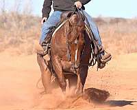 calf-roping-quarter-horse