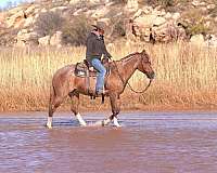 husband-safe-quarter-horse