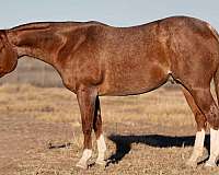 ranch-versatility-quarter-horse