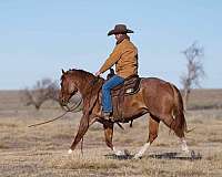 rodeo-quarter-horse