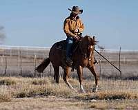 roping-quarter-horse