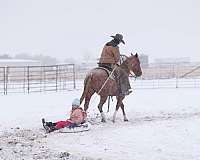 show-quarter-horse