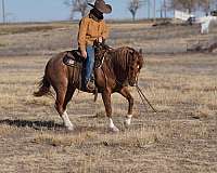 team-penning-quarter-horse