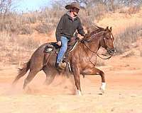 trail-riding-quarter-horse