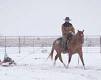 western-riding-quarter-horse