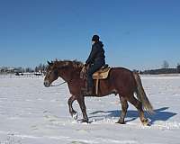 white-strip-horse