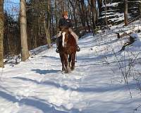 cross-draft-horse